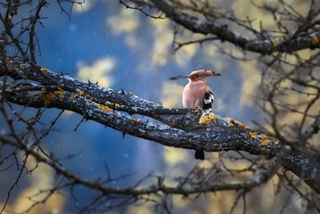 bird on a branch