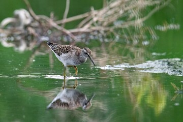 a bird walks on water