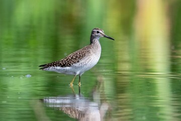 a bird walks on water