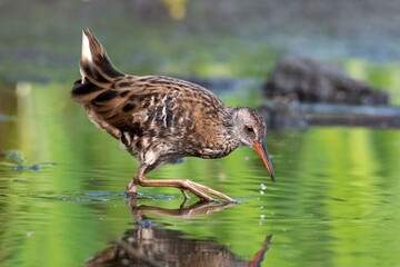 a bird walks on water
