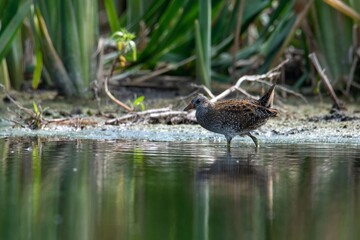 a bird walks on watera bird walks on water