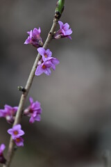 Lila Blüten vom Echter Seidelbast (Daphne mezereum) Echt-Seidelbast, Gewöhnlicher Seidelbast oder...