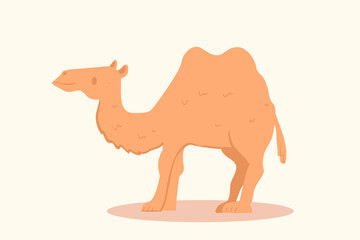 design ilustration camel