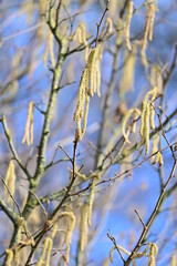 Yellow Hazel Alder Flower, Male Inflorescence, (Corylus avellana), Hazel Alder