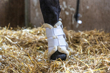 Close-up of protection boots on a horses leg in its stall