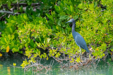 A Little Blue Heron (Egretta caerulea) stands on the water's edge in the Florida Keys, USA.