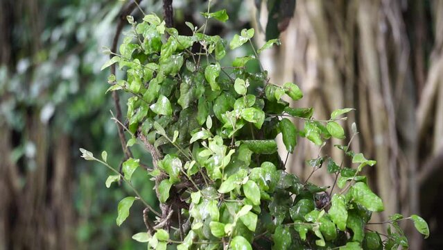 Loranthus with a natural background. Parasitic plants that grow on the branches of woody trees. It belongs to the family Loranthaceae