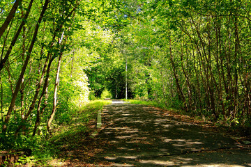 Obraz premium The road through the summer forest during the day.