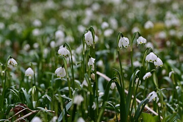 Obraz premium Meer von Märzenbecher (Leucojum vernum) oder Schneeglöckchen blühend im Frühling