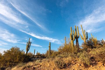 Saguaro cactus in the Arizona desert