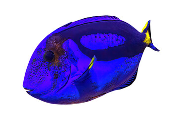 close up of Blue Tang surgeonfish of coral reef of Indo-Pacific ocean isolated on white background. Paracanthurus hepatus species living in caribbean Sea, Pacific Ocean and Australian great barrier.