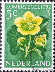 Netherlands - circa 1952: a postage stamp from the Netherlands , showing a blooming summer flower:...