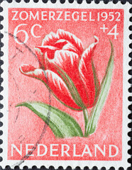 Netherlands - circa 1952: a postage stamp from the Netherlands , showing a blooming summer flower:...