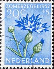 Netherlands - circa 1952: a postage stamp from the Netherlands , showing a blooming summer flower: Cornflower (Centaurea cyanus)