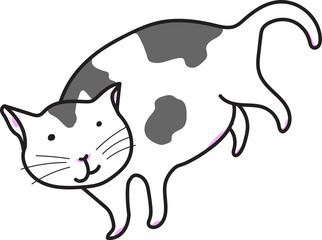 black and white female cat