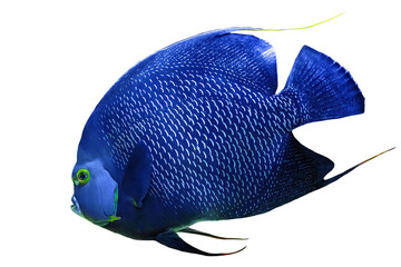 Close up of French angelfish of aquarium fish tank of coral reef isolated on white background....
