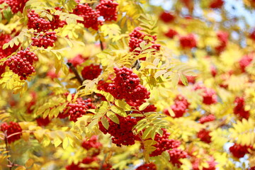 Red rowan berries in autumn on a tree.