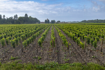 Fototapeta na wymiar Typical vineyards near Chateau Lagrange, Bordeaux, Aquitaine, France