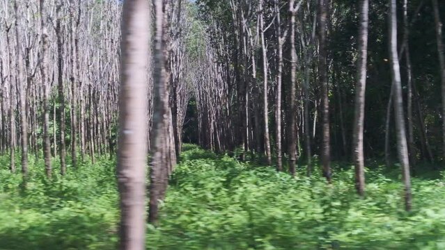 fast tracking shot of rubber plantation in Thailand