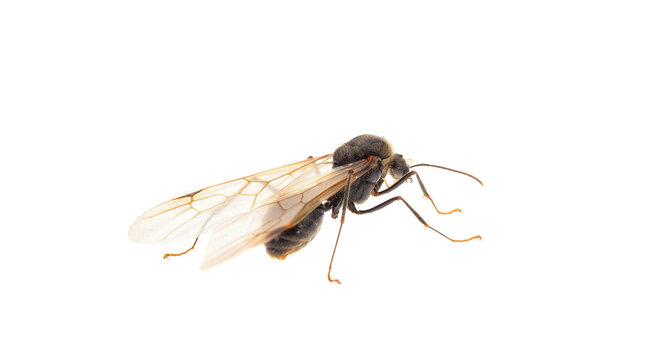 Winged male ant isolated on white background, Messor sp.