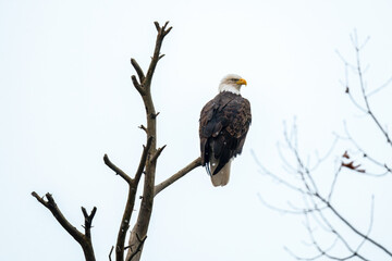 A Bald Eagle perched on a dead tree along the shore of Grand Traverse Bay near Traverse City, Michigan, USA.