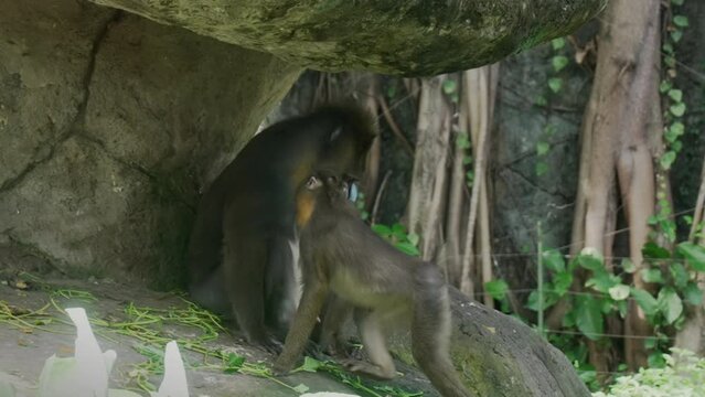 A little mandrill cub touching his mother's fur and trying to communicate with her. Bad tempered exotic monkey in a Balinese zoo and her child sitting in shadow of a rock in tropical jungle.