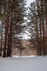 Fototapeta premium A walk through the winter forest. Snow trees and a cross-country ski trail. Beautiful and unusual roads and forest trails. Beautiful winter landscape. The trees stand in a row