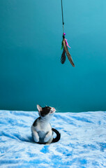 Czarno biały Kot bawiący się piórkiem na niebieskim tle © Paweł Kacperek