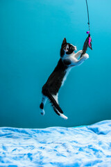 Czarno biały Kot bawiący się piórkiem , latający kot w powietrzu - obrazy, fototapety, plakaty