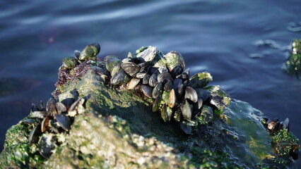 Mussels on a Mossy Cliff in the Sea