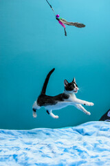 Czarno biały Kot bawiący się piórkiem , skok, unosi się w powietrzu