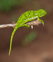 Chameleon, Kruger Park, South Africa