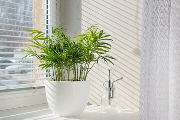 Hamedorea (palm) tropical plant on a sunny windowsill. The concept of home floriculture.