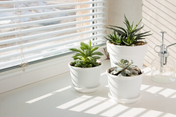 Various succulents on a sunny windowsill. The concept of home floriculture.