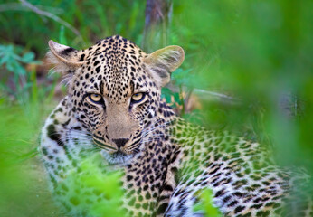 Fototapeta na wymiar Leopard in repose, Kruger Park, South Africa