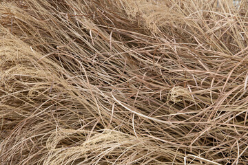 Ornamental grass