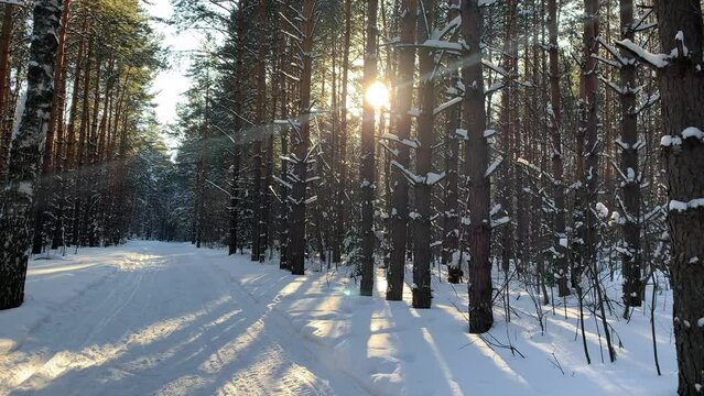 Sunlight through the trees in the forest. Snow trees and a cross-country ski trail. Beautiful and unusual roads and forest trails. Beautiful winter landscape. The trees stand in a row