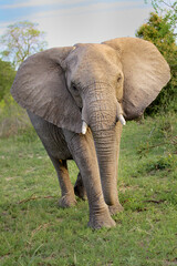 Fototapeta na wymiar Elephants, Kruger Park, South Africa