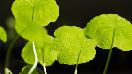 Under the baby Nasturtium