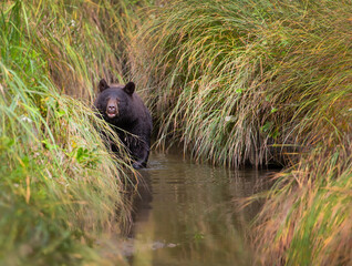 Bear in slough, Juneau, Alaska