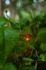 Fototapeta premium Wild strawberries among juicy green foliage. Reflection of sun glare in a dew drop.