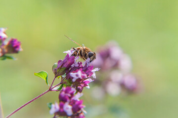 Honey bee covered with yellow pollen drink nectar, pollinating pink flower. Inspirational natural floral spring or summer blooming garden or park background. Life of insects. Macro close up