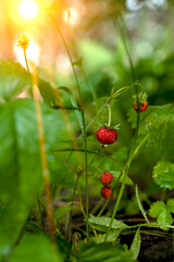 Berries of wild strawberries under the morning sunlight among juicy green foliage.