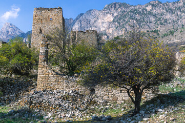 A tree on the ruins of a ruined old stone house high in the mountains. View of the yellowed old stones of the destroyed wall of an ancient structure under a tree.