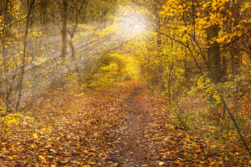 path through an autumn forest with sunbeams