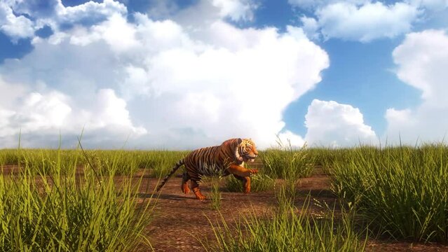 Running Tiger in a Grass Landscape - Loop Nature Background V2