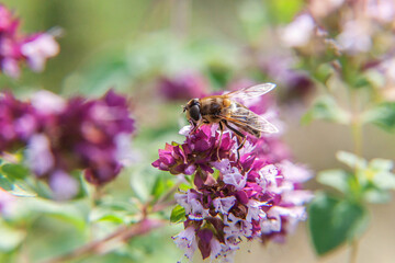 Honey bee covered with yellow pollen drink nectar, pollinating pink flower. Inspirational natural floral spring or summer blooming garden or park background. Life of insects. Macro close up