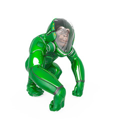 chimpanzee astronaut is knuckles walking in white background