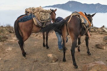pack mules in the andes. animals for transportation in the highlands.
