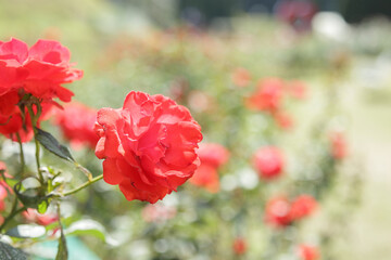 Beautiful red roses flower in the garden